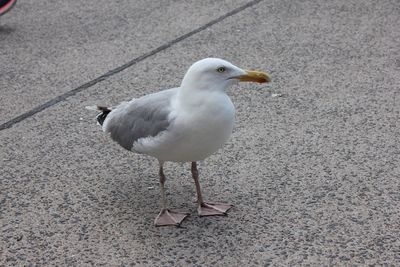 High angle view of seagull