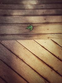 High angle view of leaves on wooden plank