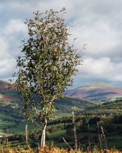 View of flowering plant against cloudy sky