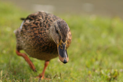 Close-up of a bird