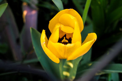 Close-up of yellow crocus blooming outdoors