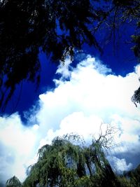 Low angle view of trees against sky