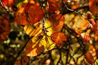 Close-up of orange leaves on tree