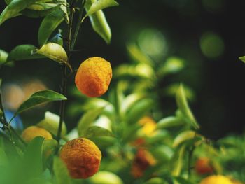 Close-up of fruit growing on tree