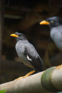 Close-up of bird perching on branch