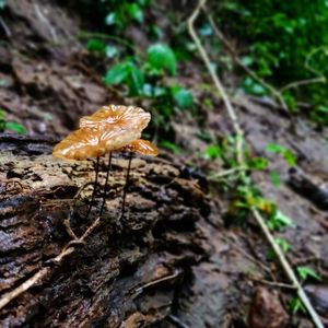 Close-up of mushroom on field