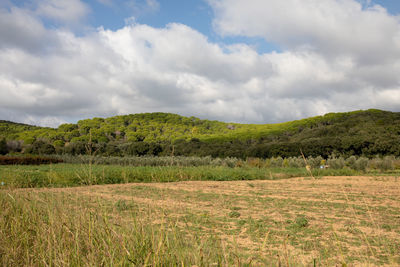 Scenic view of field against sky