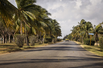 Empty road along trees and plants