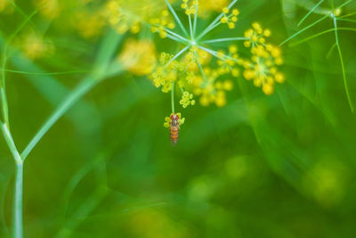 Close-up of flowering plant