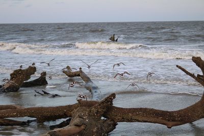 Birds on beach against sky