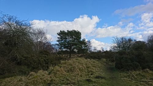 Low angle view of trees on landscape against sky