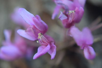 Close-up of pink flowers