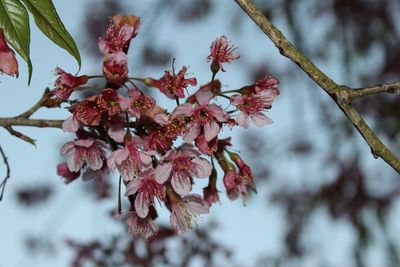 Close-up of apple blossoms in spring