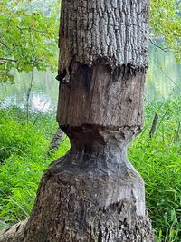 Close-up of tree trunk in forest