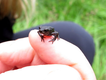 Close-up of hand holding small leaf