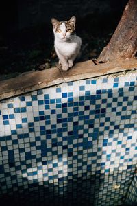 Portrait of cat sitting on floor