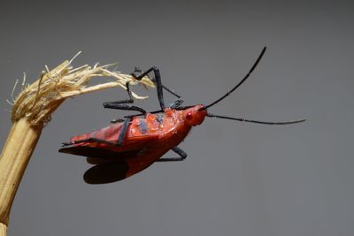 Close-up of insect over black background