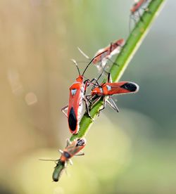 Close-up of insect on red leaf