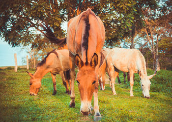 Horse grazing in a field