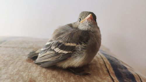 Close-up of bird perching on wood