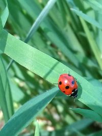 Close-up of ladybug on leaf