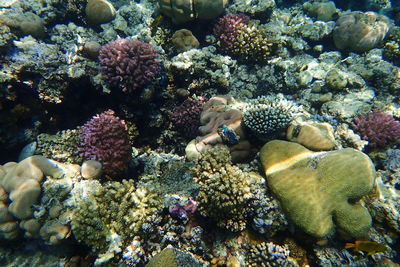 coral reef