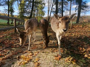 Deer standing on a field