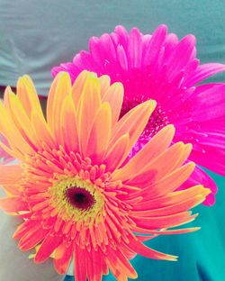 Close-up of pink flower blooming outdoors