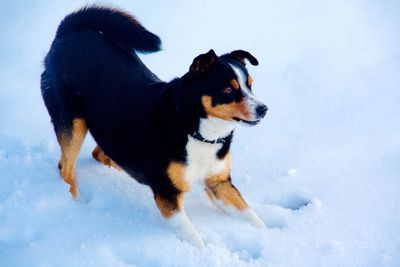 Dog on snow