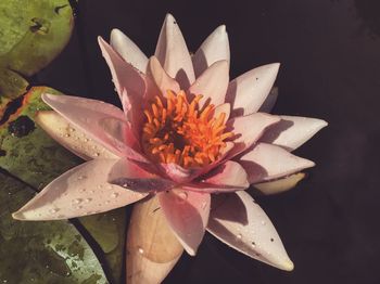 Macro shot of flower