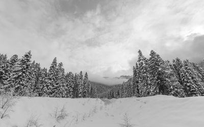 Trees on snow covered landscape against sky