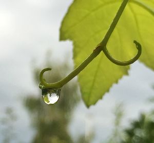 Close-up of water drops on leaf