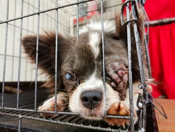 Close-up portrait of a dog in cage