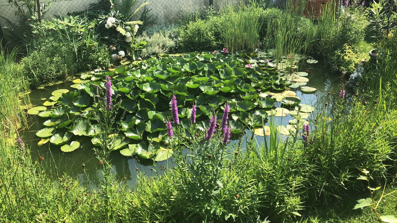 VIEW OF FLOWERING PLANTS AGAINST LAKE