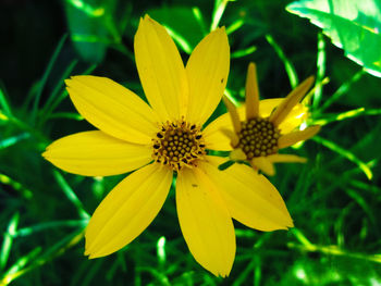 Close-up of yellow flower