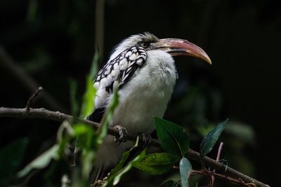 Close-up of bird perching on tree