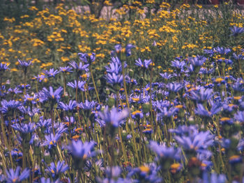 Close-up of purple crocus flowers on field