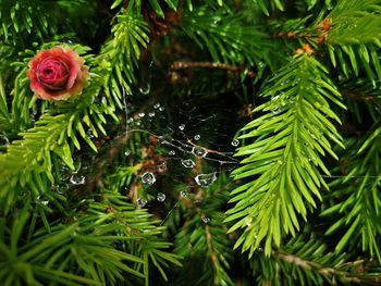 Close-up of raindrops on pine tree