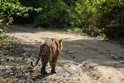 Tiger walking on a field