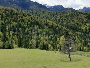 Scenic view of pine trees on field