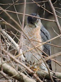 Close-up of bird perching on nest