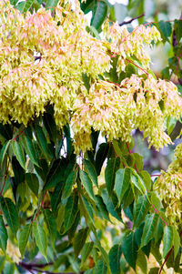 Close-up of flowers blooming outdoors