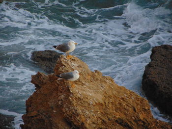 Seagull perching on rock by sea