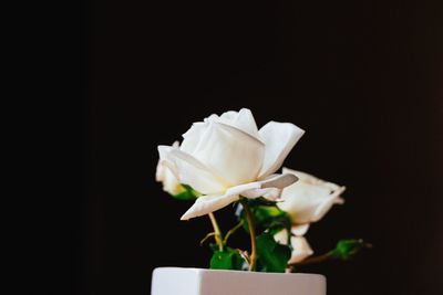 Close-up of white rose against black background