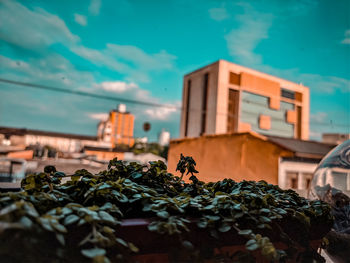 Close-up of plants against building