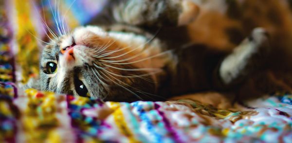 Close-up of cat on bed