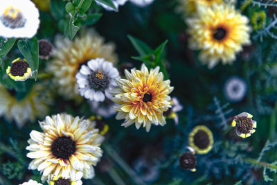 High angle view of yellow flowering plants