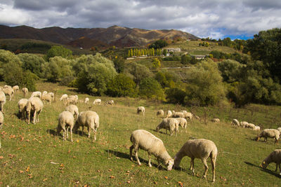 Sheep grazing in a field in abruzzo