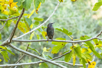 Bird perching on a tree
