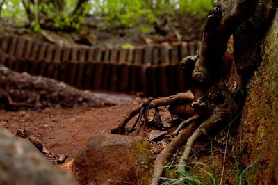 View of tree trunk